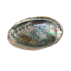 Abalone Shell Burn Dish